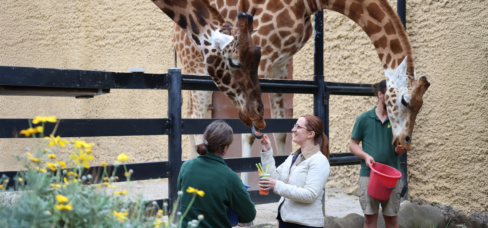 A keeper supervises as a woman feeds a giraffe celery over the fence.
