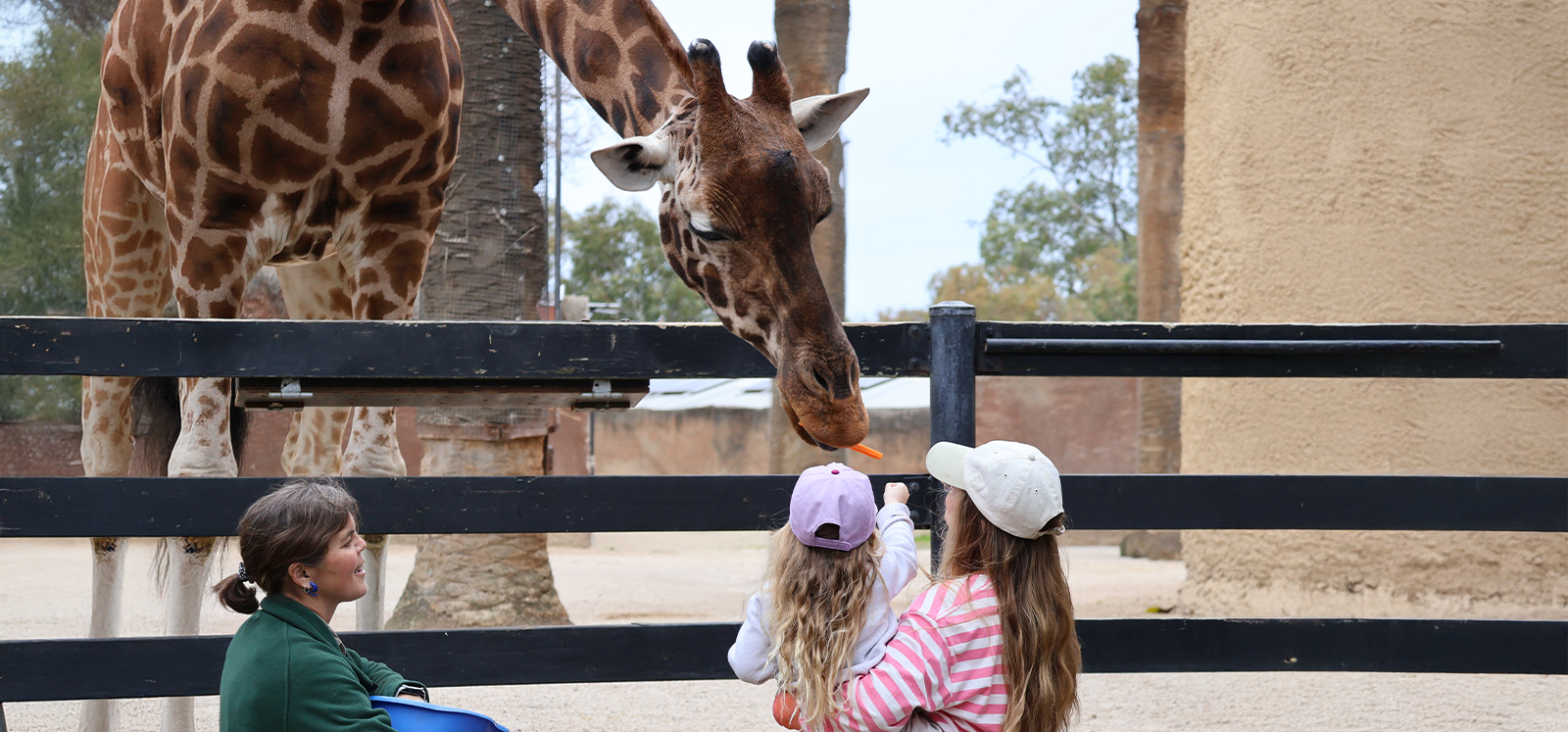 A mother and child feed a giraffe together, handing over a carrot while a keeper stands close.
