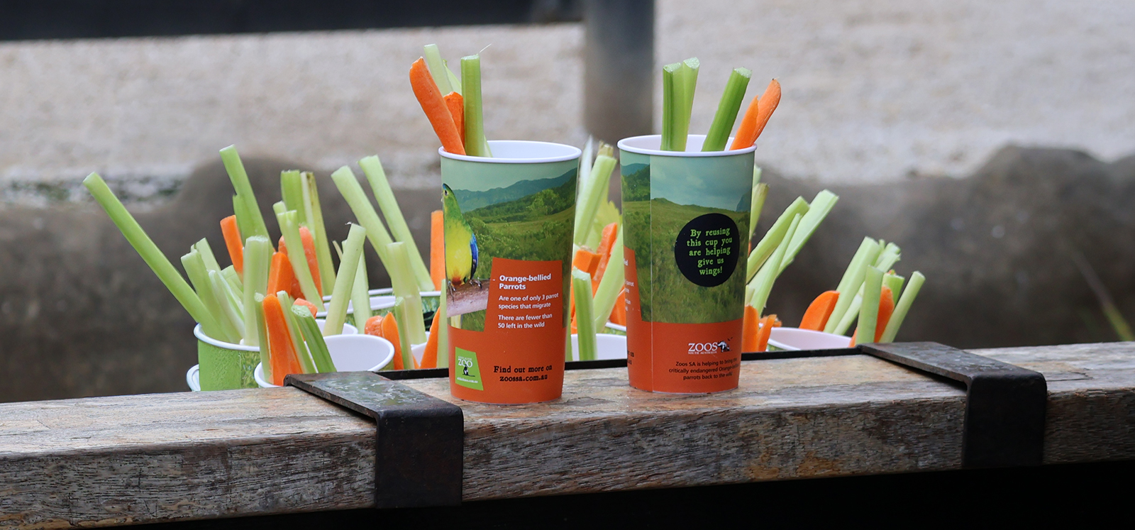 Giraffe feed celery and carrots