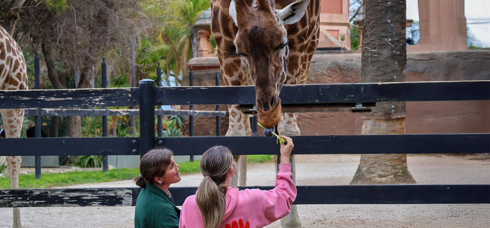 woman hand-feeds a giraffe a piece of celery, while a keeper stands nearby smiling.