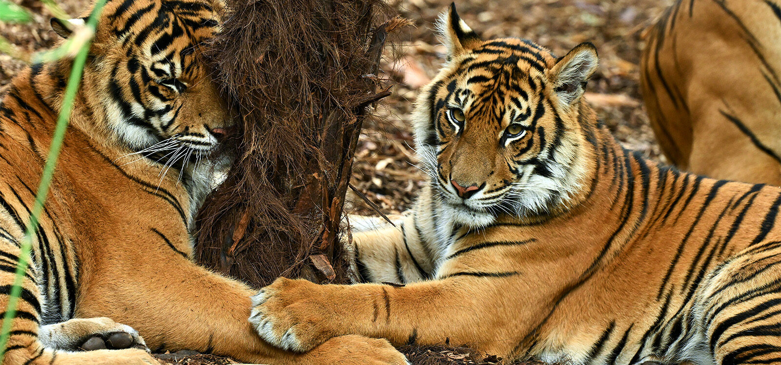 Sumatran Tiger lying on forest floor with paw on top of another Sumatran Tiger's leg as they rest their head against a tree