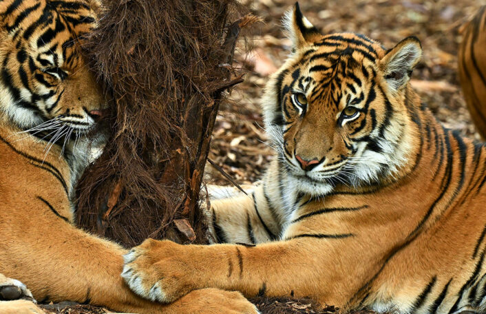 Sumatran Tiger lying on forest floor with paw on top of another Sumatran Tiger's leg as they rest their head against a tree