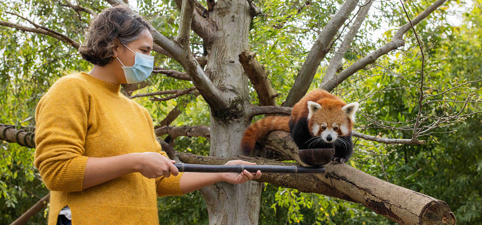 Woman in a yellow jumper holding feeding tool out to Red Panda perched in a lush green tree