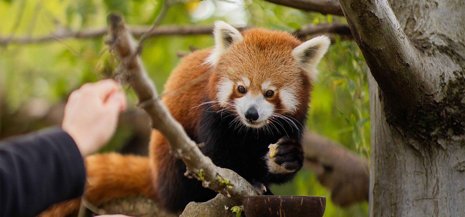 Red Panda perched on tree branch gripping fruit in paw with crumbs on chin