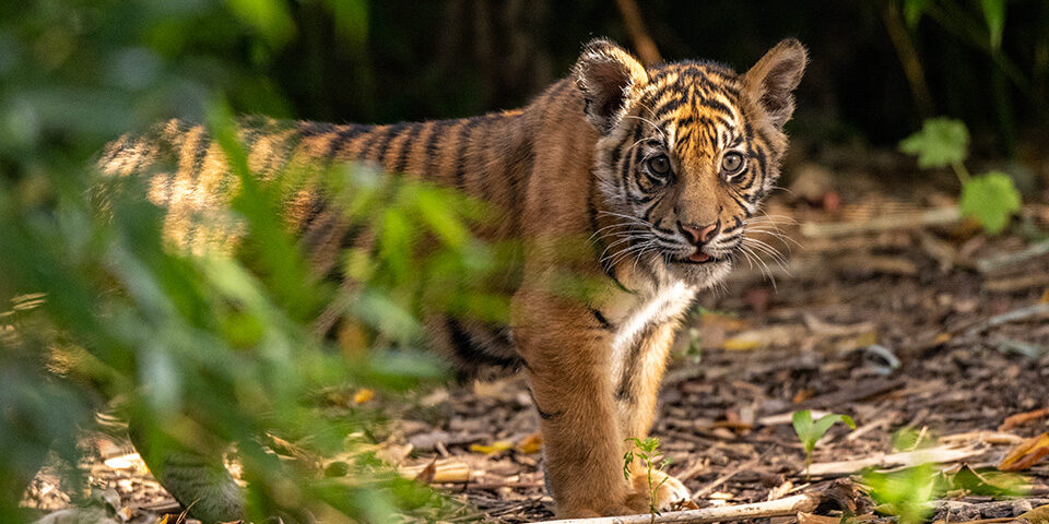 Tiger Cubs In The Wild Tiger Cubs In The Wild