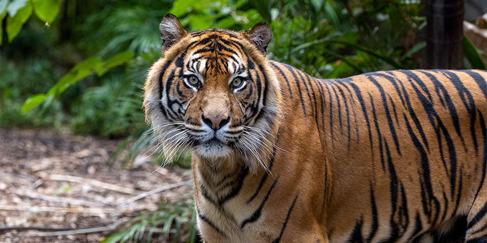 Sumatran Tiger Pictures Rare Sumatran Tigers Born At London Zoo BBC