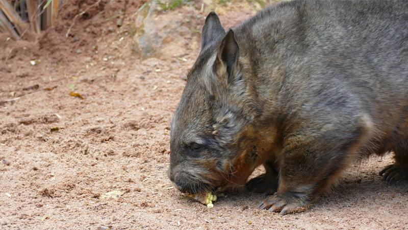 Southern Hairy-nosed Wombat