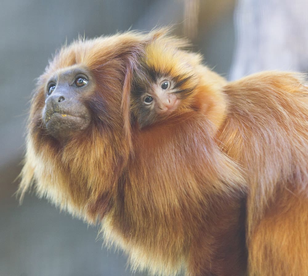 Adelaide Zoo welcomes its third pair of Golden Lion-tamarin twins
