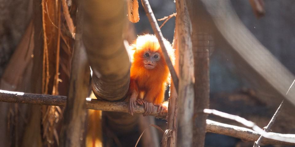 Golden Lion-tamarin at Adelaide Zoo - Meet our cheeky monkeys