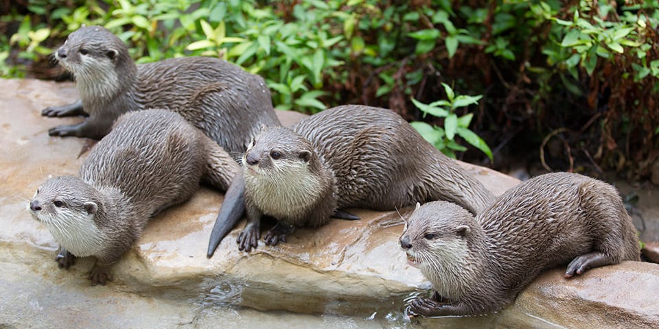 Asian Short Clawed Otter Captive Diet Plan - downloadsinter