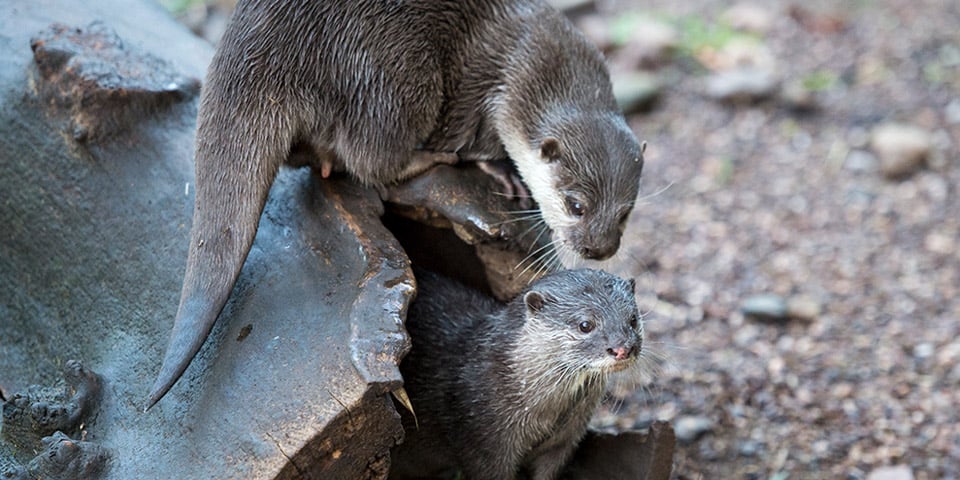 Asian Small-Clawed Otters Population
