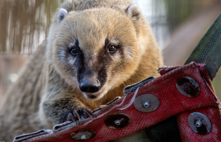 Coati looking at camera while sitting on netting.