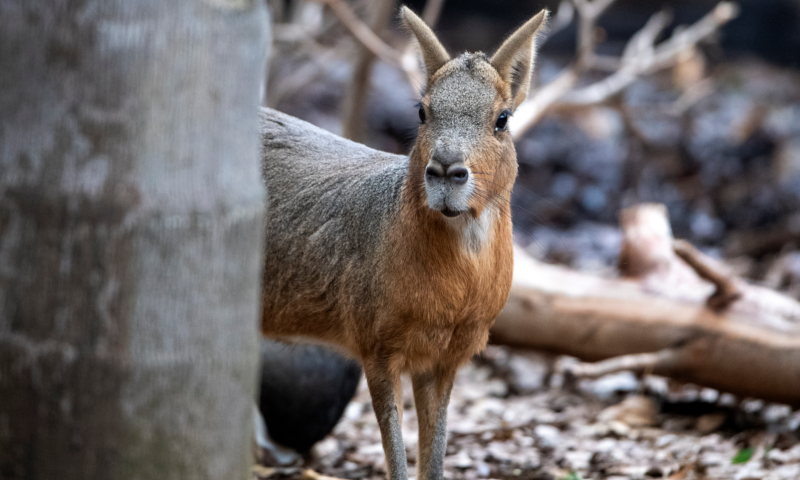 Mara peeping its head behind a tree