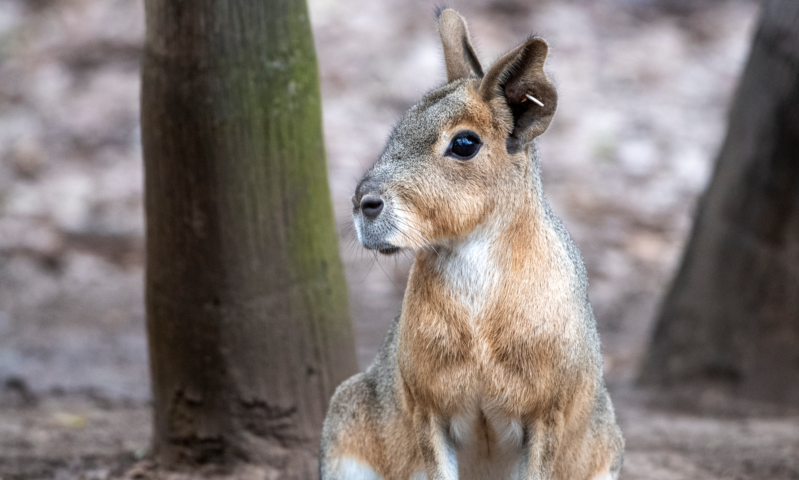 Mara sitting in enclosure, staring at camera.