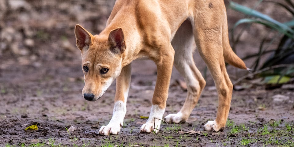 Dingo - Adelaide Zoo
