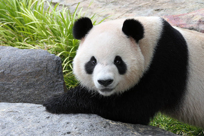 Panda Animal Giant Panda's Unique Black And White Coat Provides