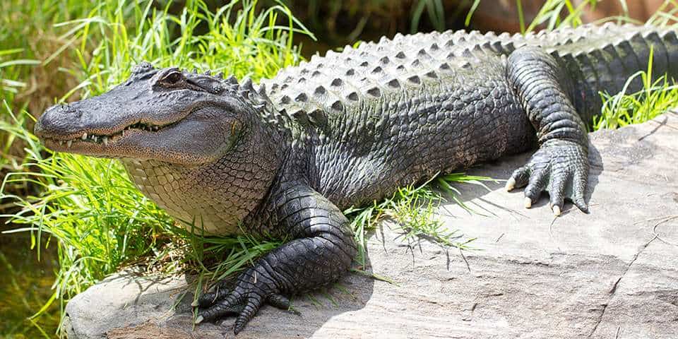 American Alligator at Adelaide Zoo - Meet our mighty alligators