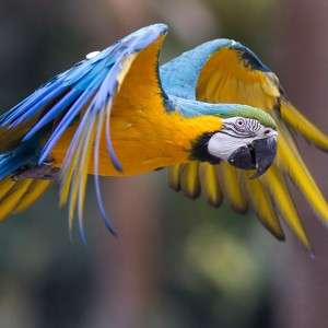 Meet our stunning Blue and Gold Macaws.