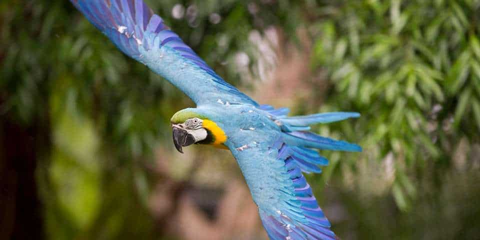 Meet Our Majestic Blue And Gold Macaw At Adelaide Zoo,Pumpkin Squash Bug