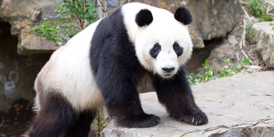 Giant Panda Facts - Adelaide Zoo