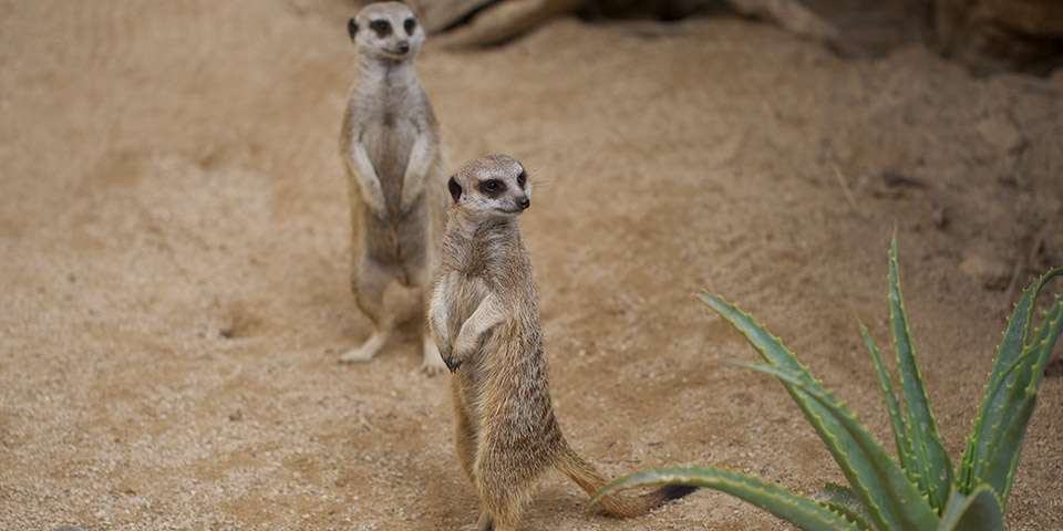 Meerkat Information - Adelaide Zoo