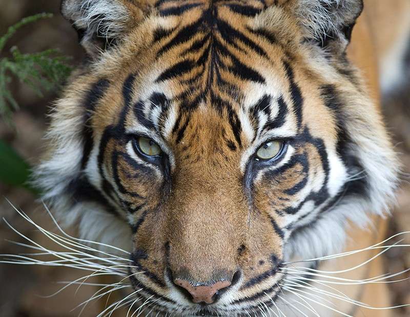 20th Birthday tiger paw-ty for Kemiri at Adelaide Zoo