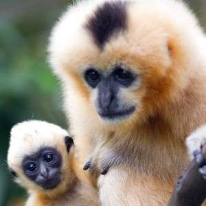 Meet our gorgeous gibbons!