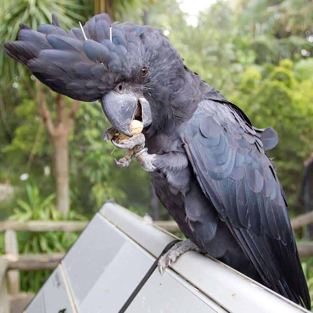 palmcockatoo Adelaide Zoo