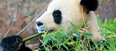 Giant Panda eating green bamboo shoots