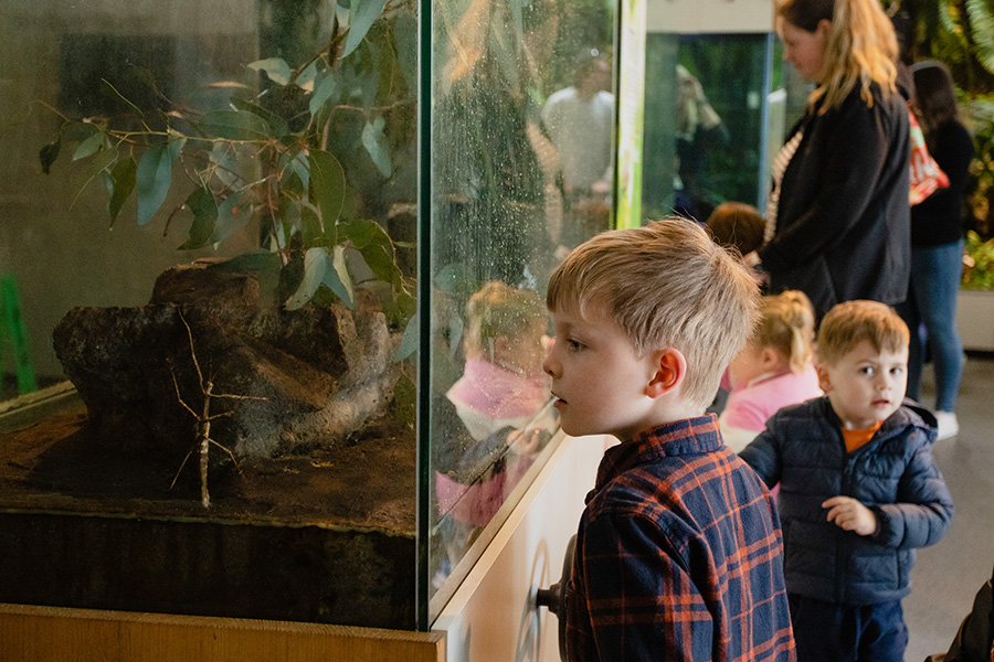 A young boy with blonde hair wearing a navy and orange plaid shirt stares into a glass habitat of a stick insect