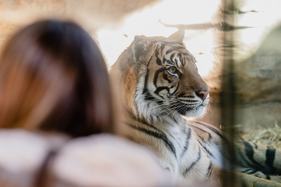 Image shows the back of a young girl's head as she looks at a Sumatran Tiger sitting down through glass