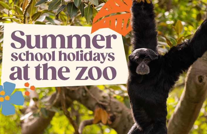 Siamang hanging from tree with text on a white block. Text reads 'Summer school holidays at the zoo'