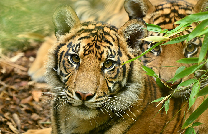 Ketambe Sumatran Tiger cub underwent an operation to remove a bone lodged in his intestine