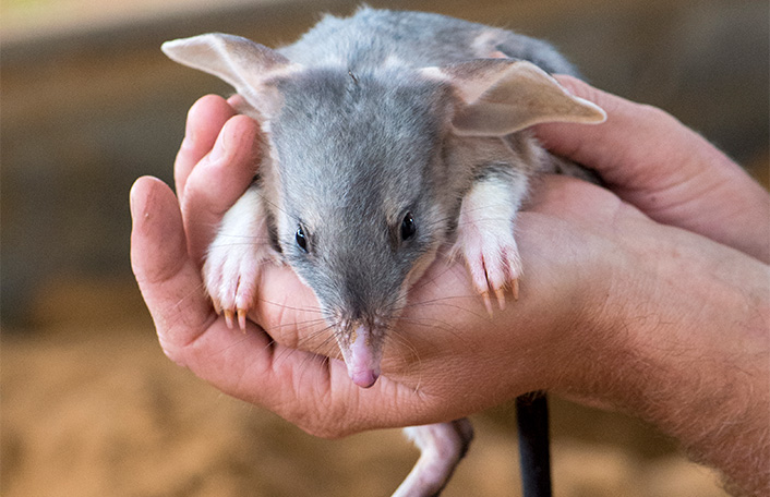 Greater Bilby being held in the palm of a mans hands with claws pointing forward over fingers
