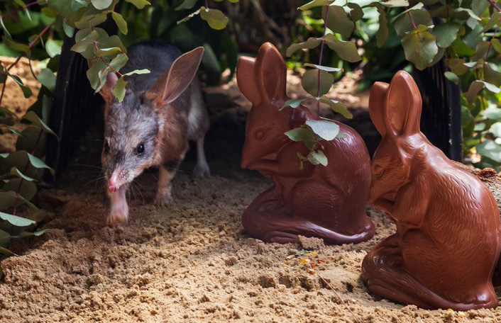 Greater Bilby walking in sandy habitat with green foliage next to chocolate bilbies
