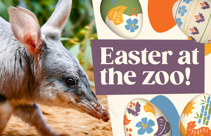 Greater Bilby facing to the right alongside graphic with easter eggs. Text reads 'Easter at the zoo!'