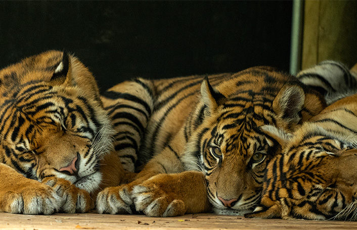 Sumatran Tiger cubs snuggled together on wooden structure