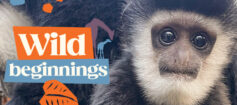 Baby Black-and-white Colobus looking forwards. White text on an orange and blue background reads 'Wild beginnings'