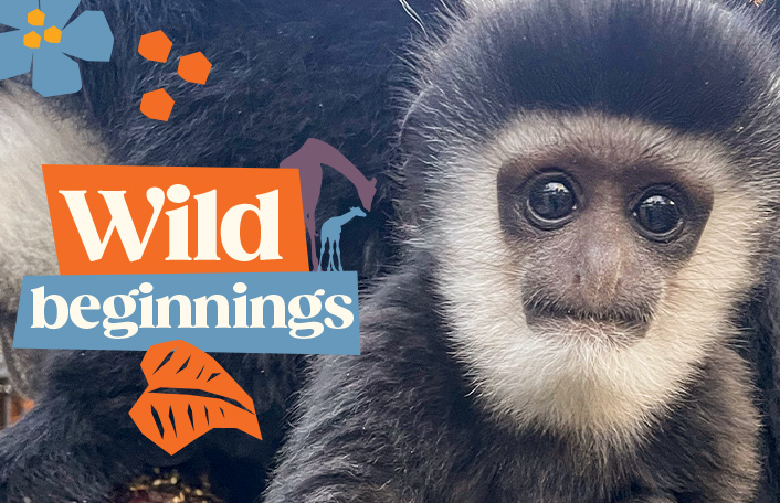 Baby Black-and-white Colobus looking forwards. White text on an orange and blue background reads 'Wild beginnings'