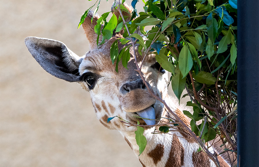 Female giraffe poking blue tongue out, hiding behind some green foliage at Adelaide Zoo