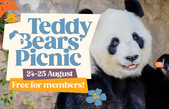 Giant Panda holding a carrot in paw with mouth open. Blue text on a white background reads 'Teddy Bears' Picnic 24-25 August. Free for members'