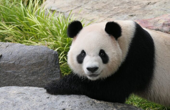 Panda Day - Adelaide Zoo