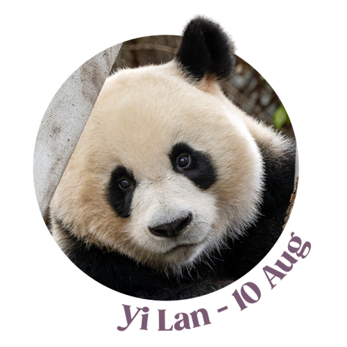 Yi Lan